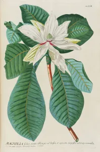 Plant Science Prints: Plantae selectae by Christoph Jakob Trew
