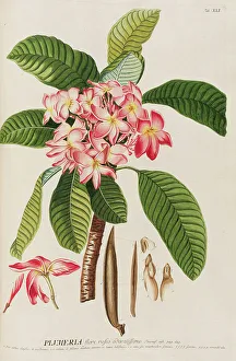 Plant Science Prints: Plantae selectae by Christoph Jakob Trew