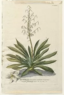 Christopher Jacob Trew German Gallery: Plantae Selectae: No. 37 - Yucca. Creator: Georg Dionysius Ehret (German, 1708-1770)