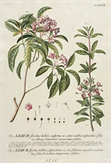 Plantae Selectae: No. 38. Creator: Georg Dionysius Ehret (German, 1708-1770); Christopher
