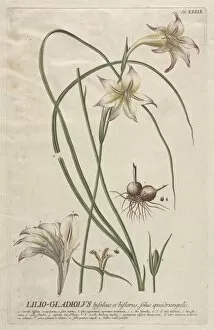 Christopher Jacob Trew German Gallery: Plantae Selectae: No. 39 - Lilio-Gladiolus. Creator: Georg Dionysius Ehret (German