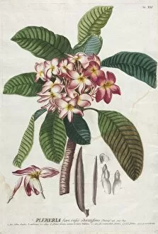 Christopher Jacob Trew German Gallery: Plantae Selectae: No. 41. Creator: Georg Dionysius Ehret (German, 1708-1770); Christopher