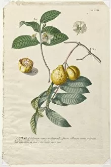 Christopher Jacob Trew German Gallery: Plantae Selectae: No. 43 - Guaiaba. Creator: Georg Dionysius Ehret (German, 1708-1770)