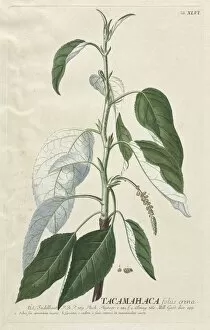 Christopher Jacob Trew German Gallery: Plantae Selectae: No. 46 - Tacamahaca. Creator: Georg Dionysius Ehret (German, 1708-1770)