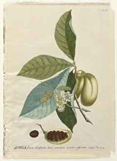Christopher Jacob Trew German Gallery: Plantae Selectae: No. 5 - Anona. Creator: Georg Dionysius Ehret (German, 1708-1770)