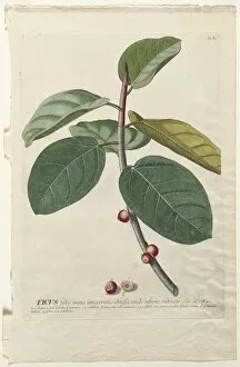 Christopher Jacob Trew German Gallery: Plantae Selectae: No. 50 - Ficus. Creator: Georg Dionysius Ehret (German, 1708-1770)