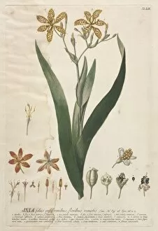 Christopher Jacob Trew German Gallery: Plantae Selectae: No. 52 - Ixia. Creator: Georg Dionysius Ehret (German, 1708-1770)