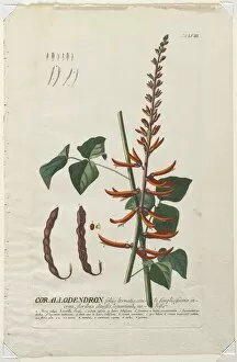 Christopher Jacob Trew German Gallery: Plantae Selectae: No. 58 - Corallodendron. Creator: Georg Dionysius Ehret (German