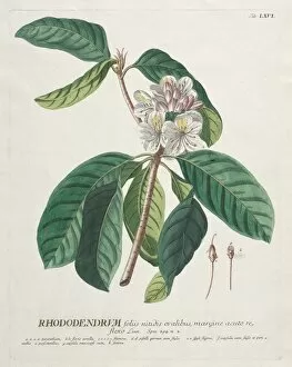 Christopher Jacob Trew German Gallery: Plantae Selectae: No. 66 - Rhododendron. Creator: Georg Dionysius Ehret (German, 1708-1770)