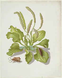 Plantain with Metamorphosis of the Brigh-Line Brown-Eye, after 1679. Creator: Sybilla Merian