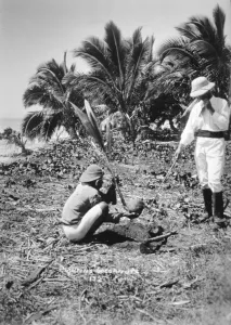 Hawaiian Prints: Planting coconuts, Solomon Island, Fiji, 1905