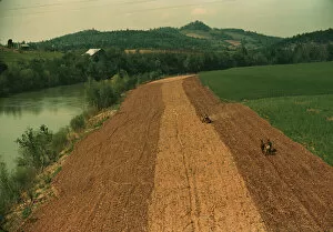 Planting corn along a river in northeastern Tennessee, 1940. Creator: Marion Post Wolcott