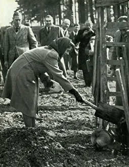 Albert Prince Prints: Planting A Red Oak, 3 March 1945, (1947). Creator: Unknown