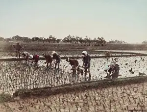 Bending Prints: Planting Rice, c.between 1885 and 1900. Creator: Unknown