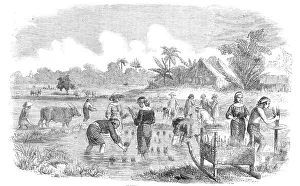 Planting Rice in Manilla, 1857. Creator: Unknown