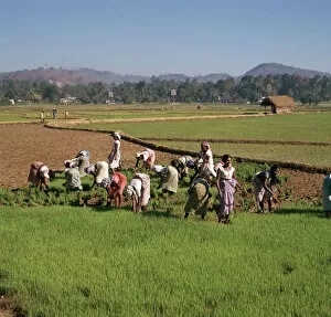 Maha Nuvara Gallery: Planting rice in Sri Lanka