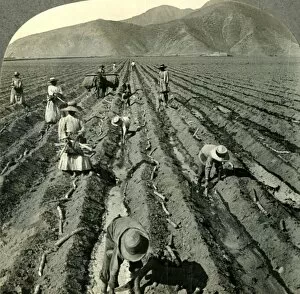 Teamwork Gallery: Planting the Sugar Cane in a Large Hacienda near Lima, Peru. c1930s. Creator: Unknown