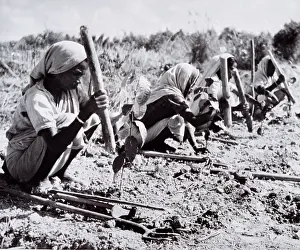Plantation Prints: Planting out young tea bushes, Assam, 1950s-60s. Creator: Unknown