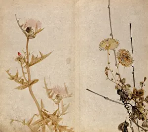 Flowering Prints: Two plants of the Compositae family: a flowering thistle (left) and yellow chrysanthemum (right)