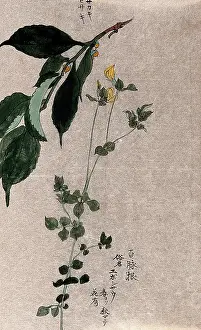 Lotus Prints: Two plants, a flowering trefoil (Lotus species) and a fruiting Styrax species