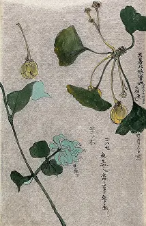 Flowering Prints: Two plants, a fruiting branch of a maidenhair tree (Ginkgo biloba) and a liane stem