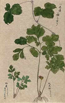 Stem Prints: Two plants: leafy stems, one with bulb and flower. Creator: Unknown