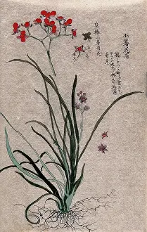 Petal Prints: Two plants, a liliaceous flowering plant and a fruiting stem of a Euonymus species