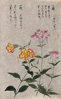 Flowering Prints: Two plants, one a pink (Dianthus species): flowering stems. Creator: Unknown