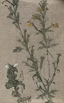 Beige Background Prints: Two plants, possibly louseworts (Pedicularis species): flowering stems. Creator: Unknown