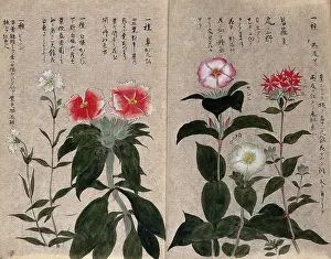 Flowering Prints: Five plants, possibly pinks (Dianthus species): flowering stems. Creator: Unknown