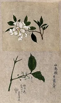 Double Page Prints: Two plants, one possibly tea (Camellia species): flowering stems. Creator: Unknown