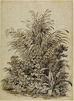 Swamp Prints: Plants at Water's Edge, c. 1800. Creator: Carl Wilhelm Kolbe the elder