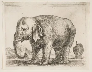Tusk Prints: Plate 10: elephant, from Various animals (Diversi animali), ca. 1641