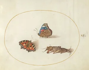 Plate 11: Two Butterflies and a Mole Cricket, c. 1575/1580. Creator: Joris Hoefnagel
