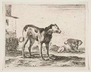 Pets Gallery: Plate 11: dogs, from Various animals (Diversi animali), ca. 1641