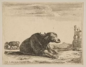 Plate 13: buffalo lying down, from Various animals (Diversi animali), ca. 1641