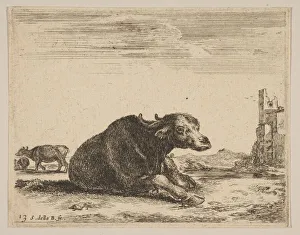 Buffalo Prints: Plate 13: buffalo lying down, from Various animals (Diversi animali), ca. 1641