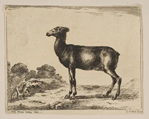 Reverse Prints: Plate 15: doe, from Various animals (Diversi animali), after 1641. Creator: Unknown