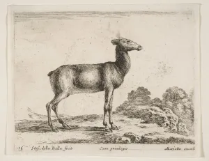 Plate 15: doe, from Various animals (Diversi animali), ca. 1641