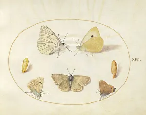 Chrysalis Prints: Plate 16: Five Butterflies and Two Chrysalides, c. 1575/1580. Creator: Joris Hoefnagel