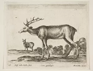 Stag Gallery: Plate 16: stag, from Various animals (Diversi animali), ca. 1641