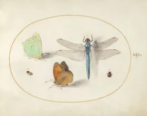 Plate 17: Two Butterflies, a Dragonfly, and Two Small Insects, c. 1575/1580. Creator: Joris Hoefnagel