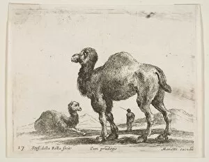 Hump Gallery: Plate 17: camels, from Various animals (Diversi animali), ca. 1641