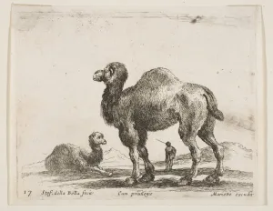 Plate 17: camels, from Various animals (Diversi animali), ca. 1641