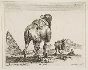 Dromedary Collection: Plate 18: camel viewed from behind with pyramid at left, from Various animals (Diver