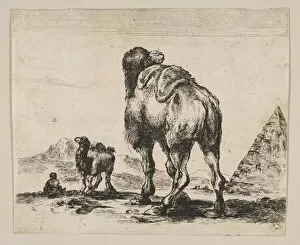 Middle Gallery: Plate 18: camel viewed from behind with pyramid at right, from Various animals (Di