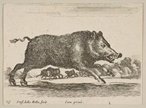Fierce Gallery: Plate 19: wild boar, from Various animals (Diversi animali), ca. 1641