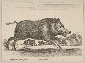 Tusk Prints: Plate 19: wild boar, from Various animals (Diversi animali), ca. 1641
