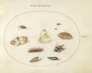 Bees Prints: Plate 20: Three Butterflies, a Caterpillar