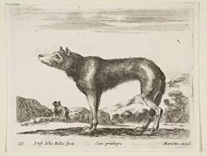 Wild Animal Gallery: Plate 20: wolf, from Various animals (Diversi animali), ca. 1641